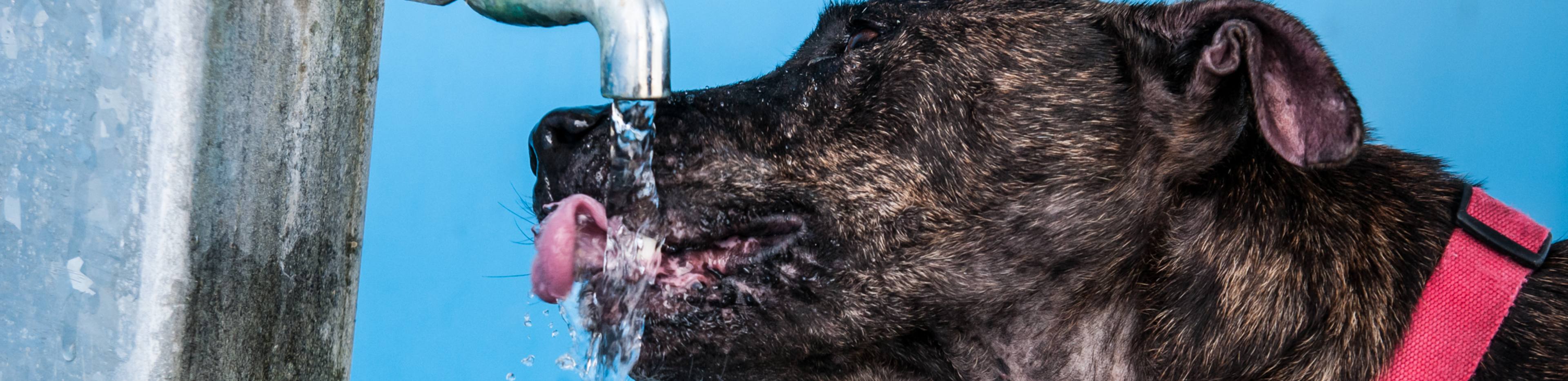 dog drinking water from tap